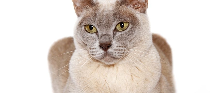 Chat Burmese